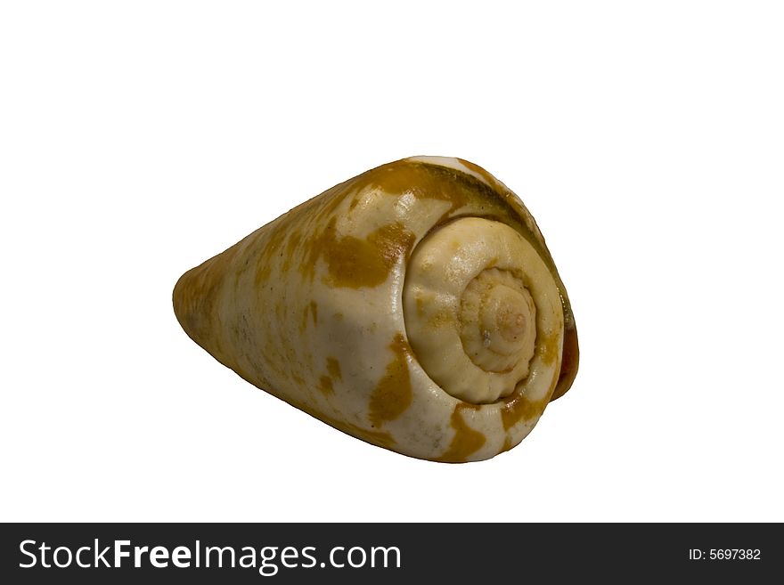 Isolated sea snail shell on white backround. Isolated sea snail shell on white backround