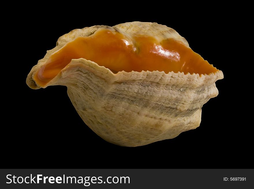 Isolated sea snail shell on black background. Isolated sea snail shell on black background