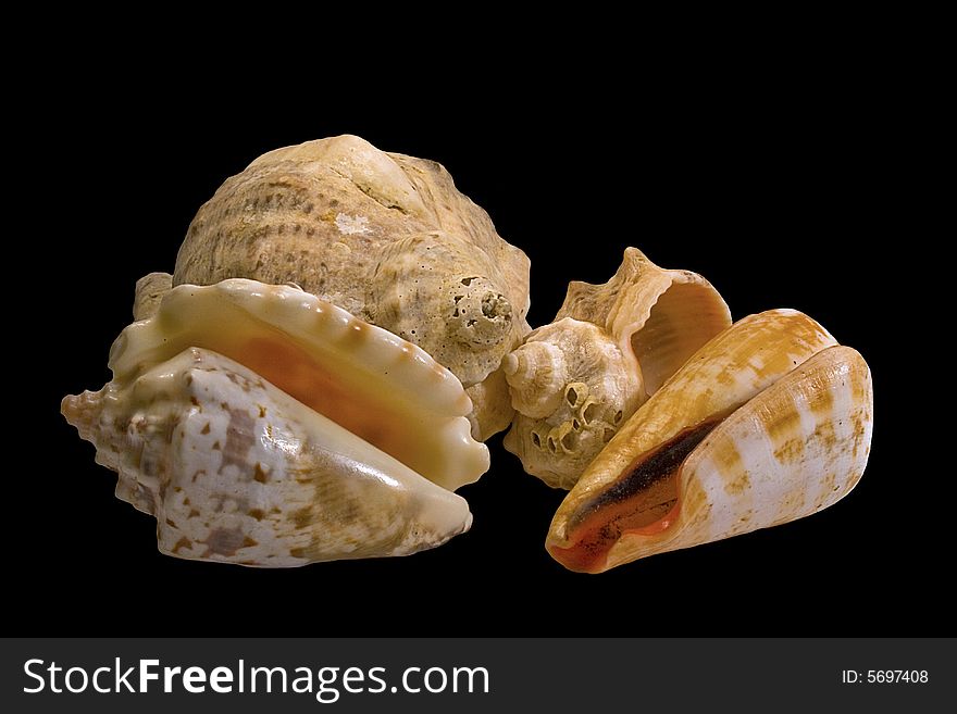 Isolated sea snail shells on black background. Isolated sea snail shells on black background