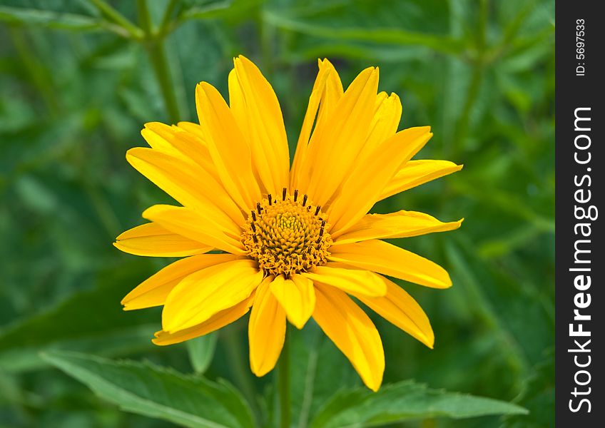 Yellow flower on a green background. Yellow flower on a green background