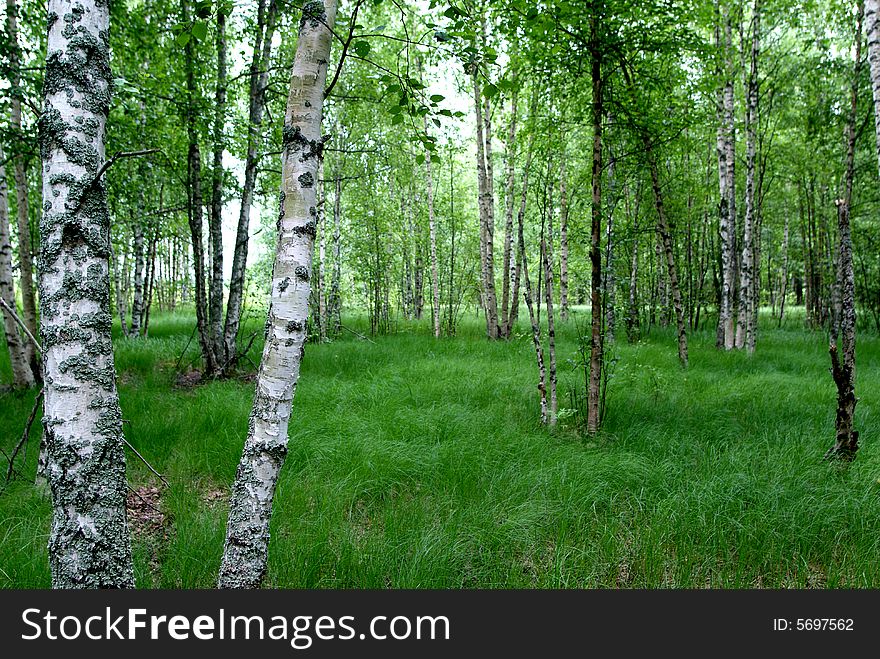 Birches in delta (nature reserve). Birches in delta (nature reserve)