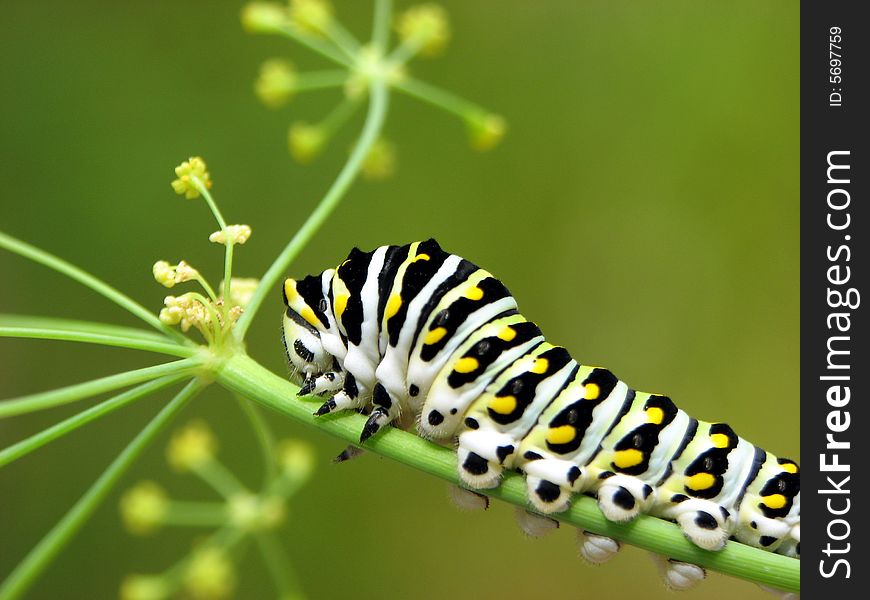 5th? instar black swallowtail caterpillar on dill plant