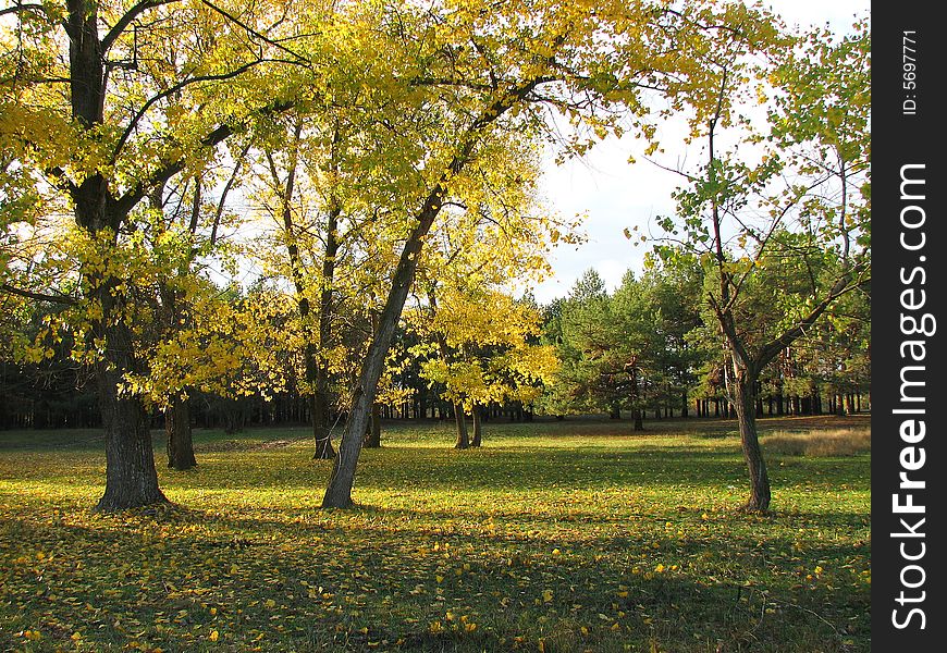 Beautiful golden autumn landscape, yellow trees in the forest