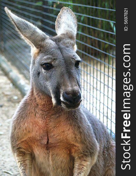 Kangaroo sitting in wildlife park, Sydney