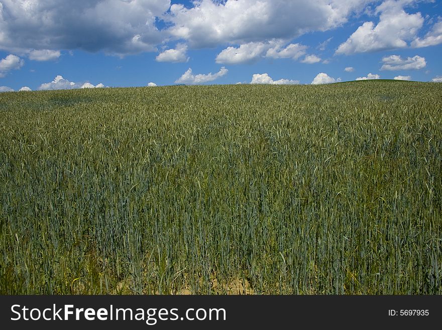 Cornfield in Slovakia in june