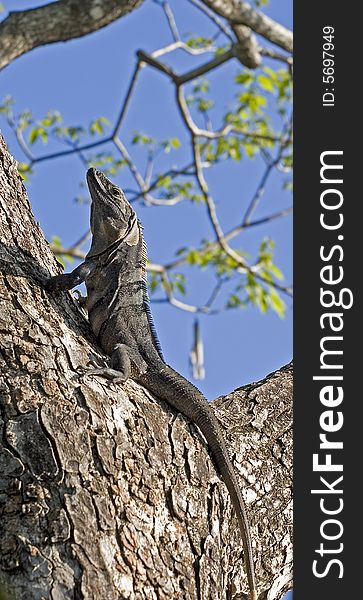 An iguana climbing a tree and looking up. An iguana climbing a tree and looking up
