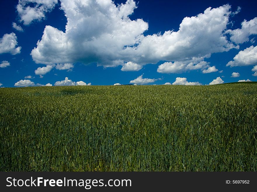 Cornfield with clouds in Slovakia