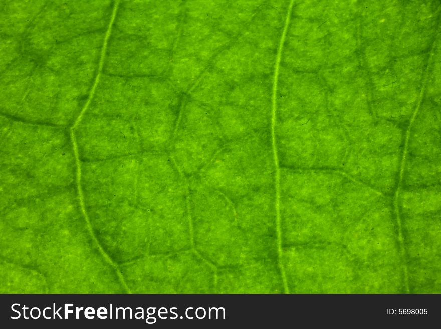 Macro leaf veins