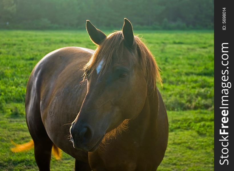 Sunlit chestnut horse in a grassy field. Sunlit chestnut horse in a grassy field