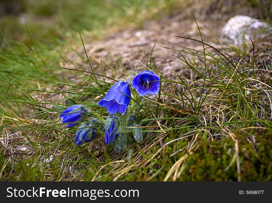 Flower in the slovakian mountains