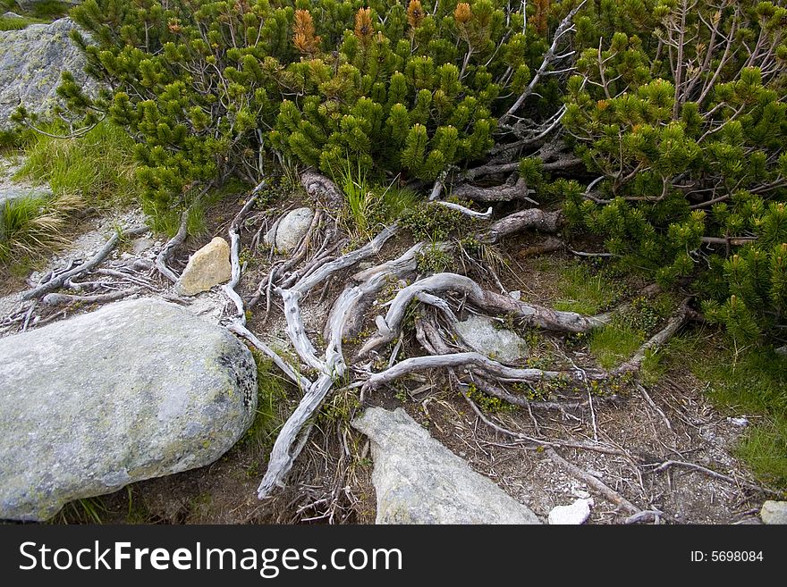 Fir roots in the mountains