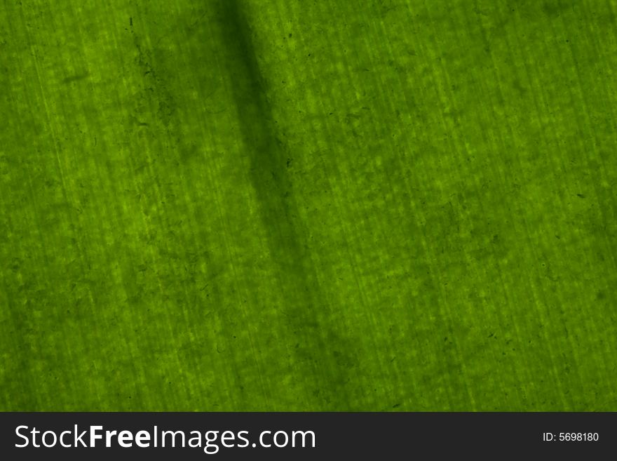 Close up Macro shoot of a leaf. Close up Macro shoot of a leaf