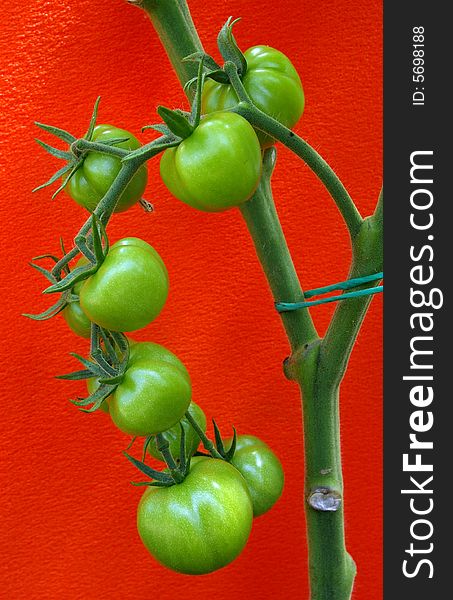 Green tomatoes on the orange background