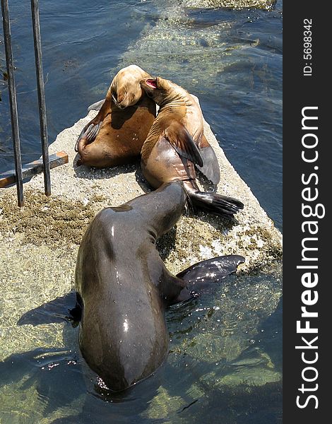 California sea lions and/or harbor seals at Monterey