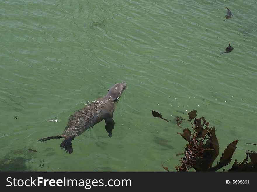 California sea lion swimming in the bay at Monterey, CA, in green water