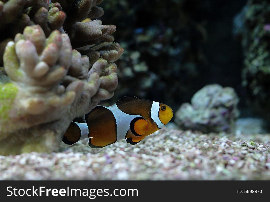 Orange clownfish floats in aquarium against reef