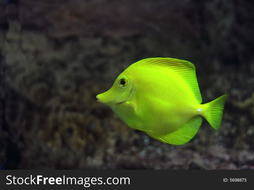 Yellow zebrasoma floats in aquarium against reef