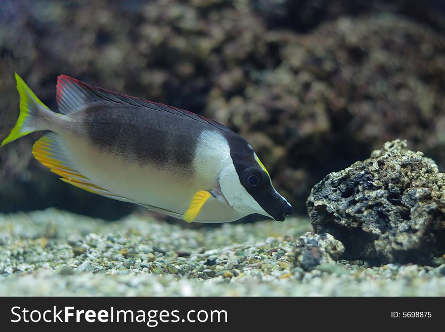 Rabbitfish in aquarium, surgeon fish swimming against reef. Rabbitfish in aquarium, surgeon fish swimming against reef