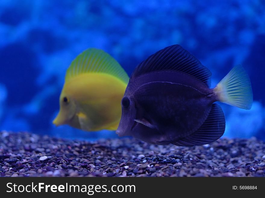 Yellow and purple zebrasoma floats in aquarium against reef