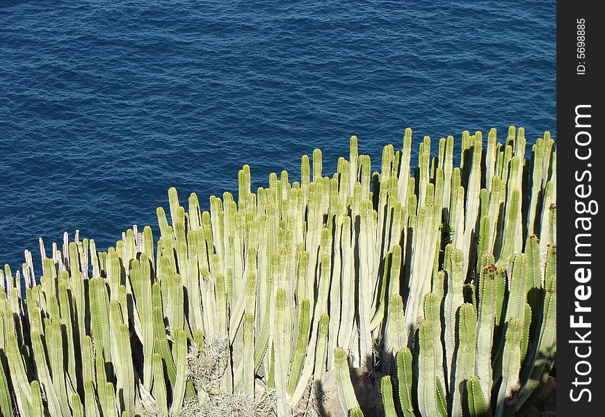 Cactuses and the ocean in la palma