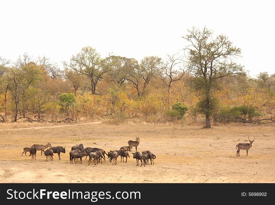 Photo of the migration of wildebeest