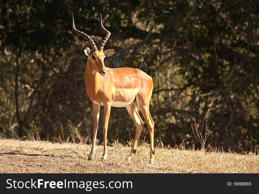 Photo of Male Impala taken in Sabi Sands Reserve in South Africa