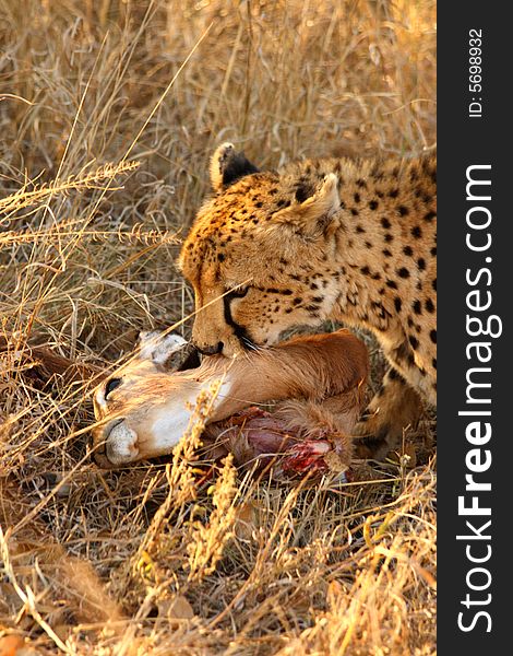 Photo of a Cheetah with a dead impala. Photo of a Cheetah with a dead impala