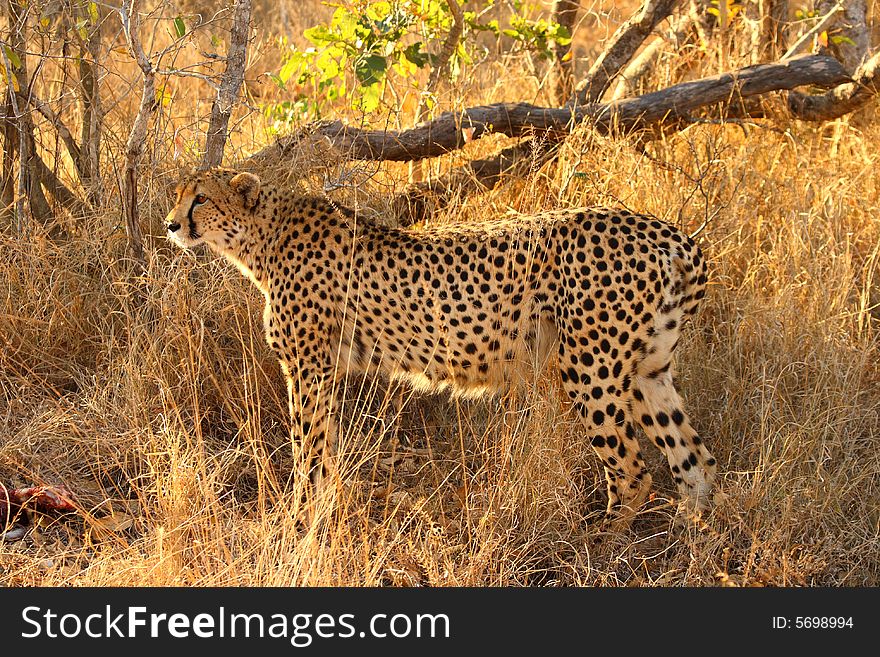 Photo of a Cheetah with a dead impala. Photo of a Cheetah with a dead impala