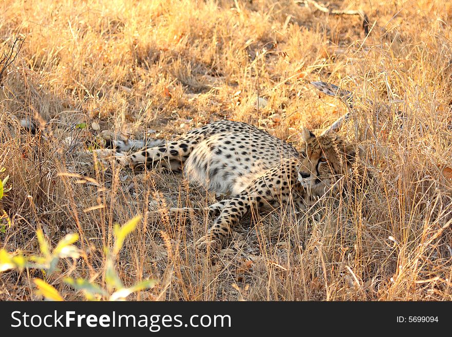 Photo of a Cheetah in the Sabi Sands Reserve