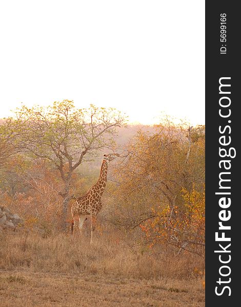 Photo of a giraffe in the Sabi Sands Reserve. Photo of a giraffe in the Sabi Sands Reserve