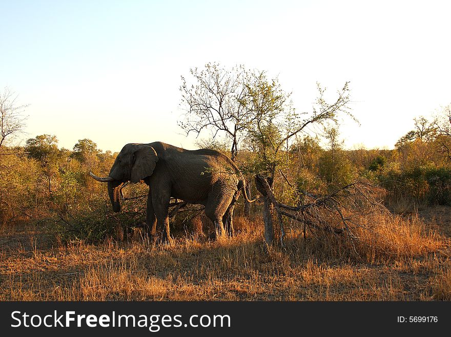 Elephant in the Sabi Sands Reserve. Elephant in the Sabi Sands Reserve