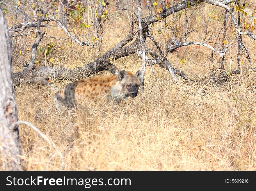 Hyena in Sabi Sands