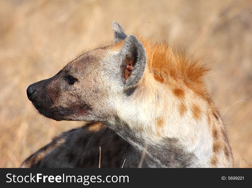 Hyena In Sabi Sands