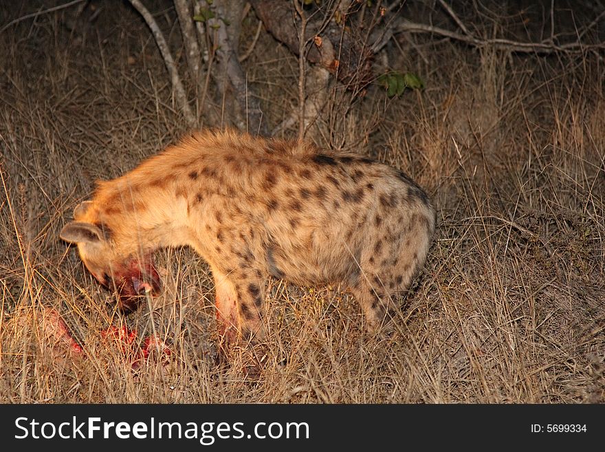 Hyena on a kill in Sabi Sands