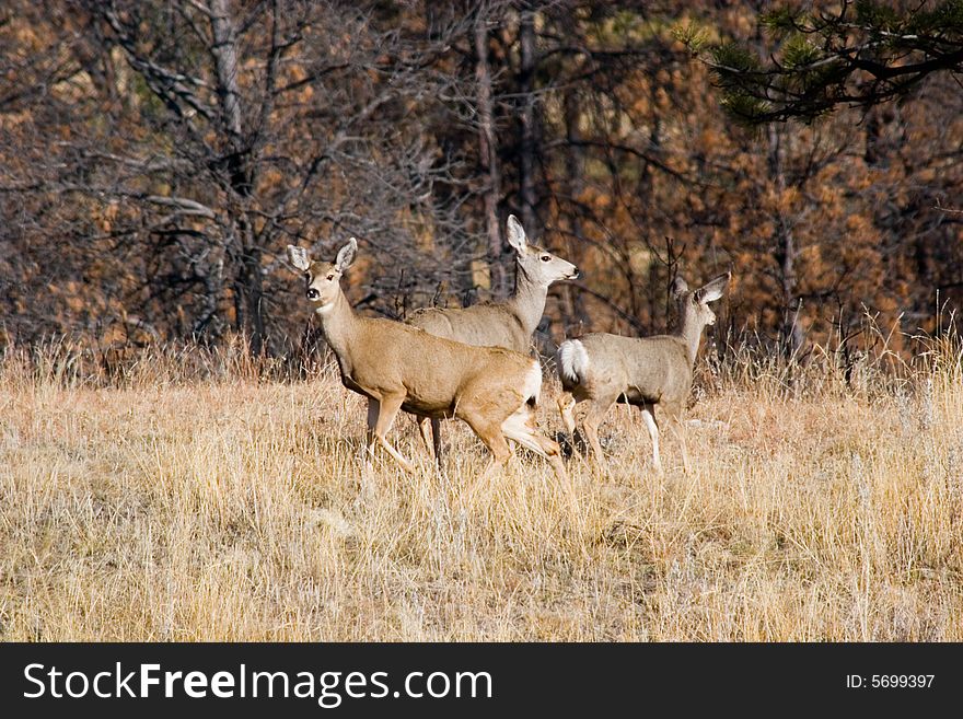 A grouping of 3 Mule Deer doe