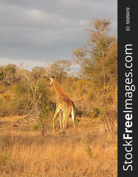 Photo of a giraffe in the Sabi Sands Reserve. Photo of a giraffe in the Sabi Sands Reserve