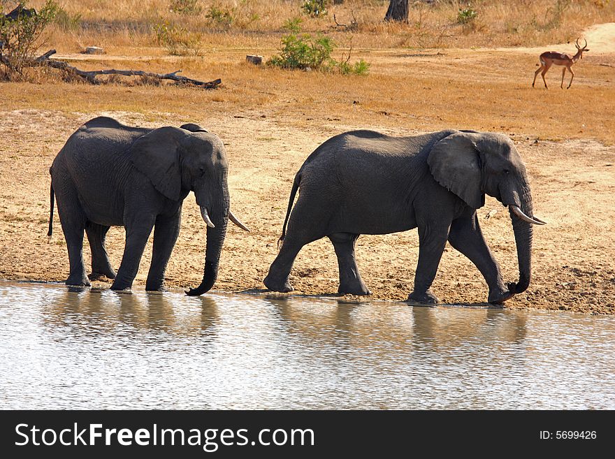 Elephant in Sabi Sands