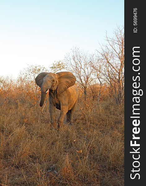 Elephant in Sabi Sands