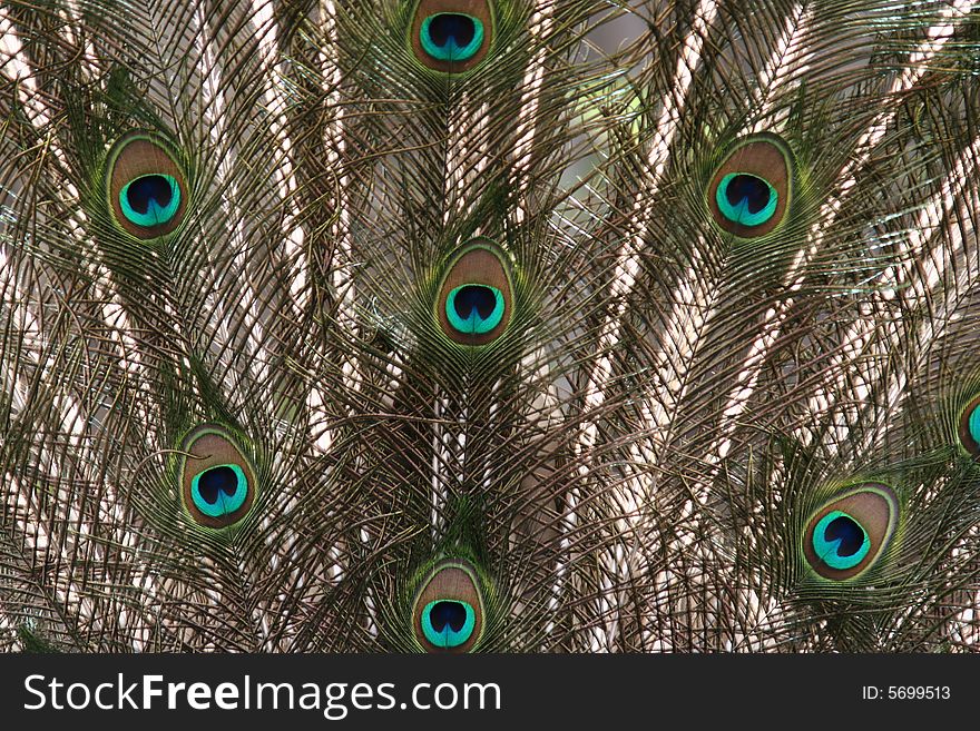 A peacock's tail feathers fully unfurled