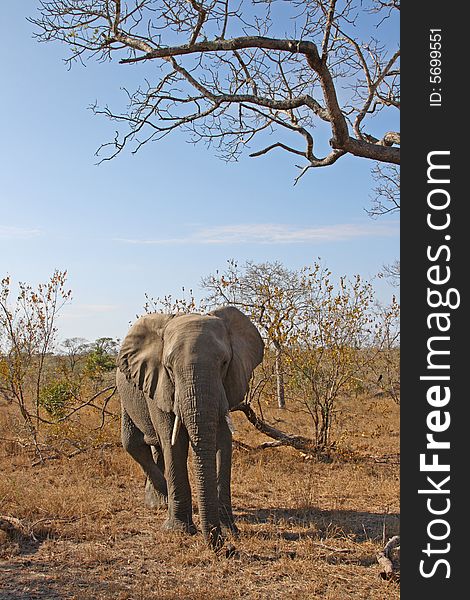 Elephant in Sabi Sands