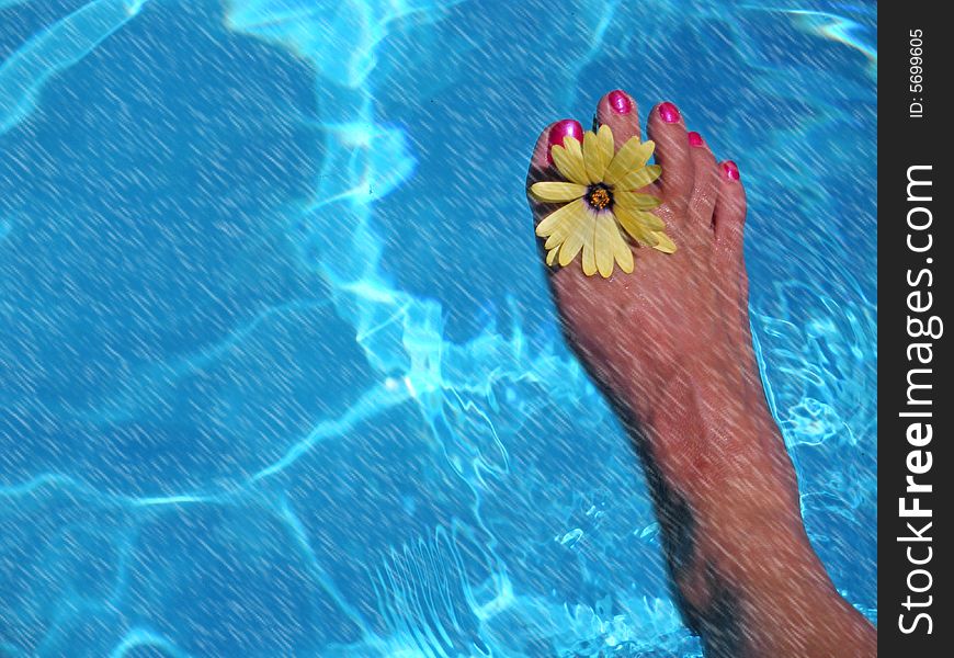 Pretty pedicured foot with daisy in the rain. Pretty pedicured foot with daisy in the rain.