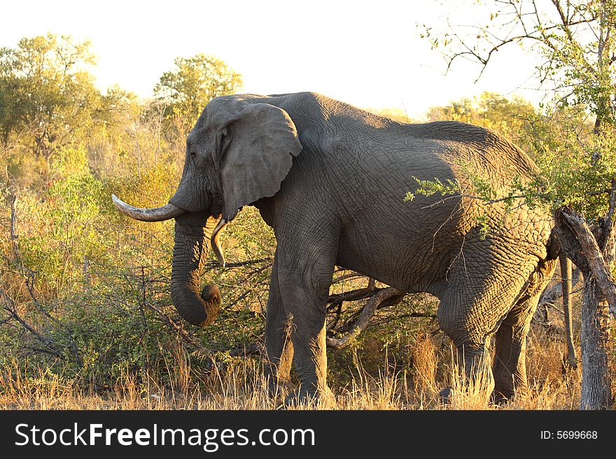 Elephant in the Sabi Sand Reserve. Elephant in the Sabi Sand Reserve