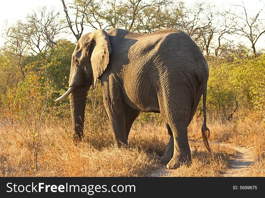 Elephant in Sabi Sands