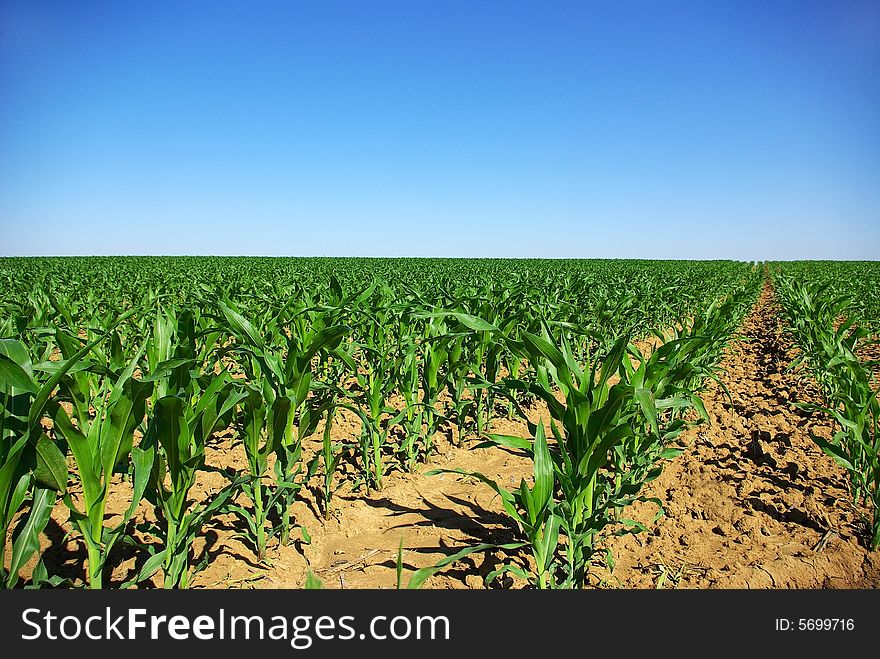 Row of corn on an agricultural field. Row of corn on an agricultural field.