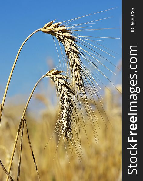 Spikes of the wheat at Portugal . Spikes of the wheat at Portugal .