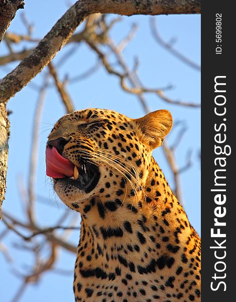 Leopard in a tree in the Sabi Sands Reserve