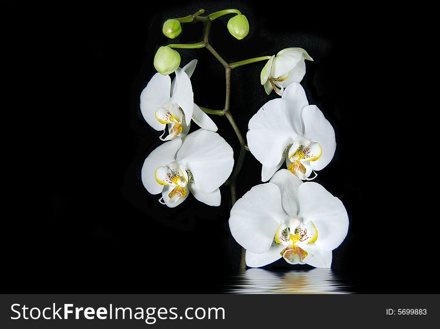Pretty orchids with reflection isolated on black. Pretty orchids with reflection isolated on black.