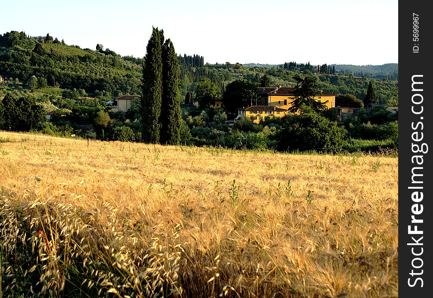 A tipical tuscany landscape with cypresses and fields of wheat