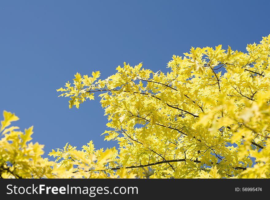 Yellow leaves of a tree against the sky