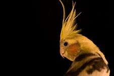 Yellow Cockatiel Stock Photos Yellow Cockatiel Stock Photos